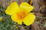 PICTURES/Wildflowers - Desert in Bloom/t_Poppy6.JPG